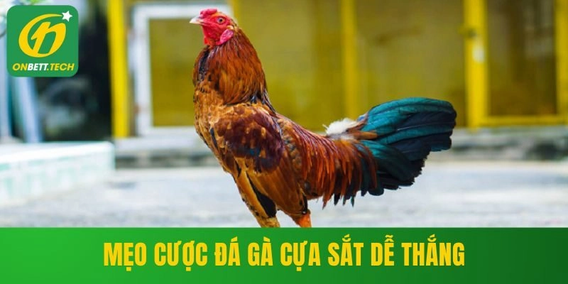 Mẹo cược đá gà cựa sắt dễ thắng