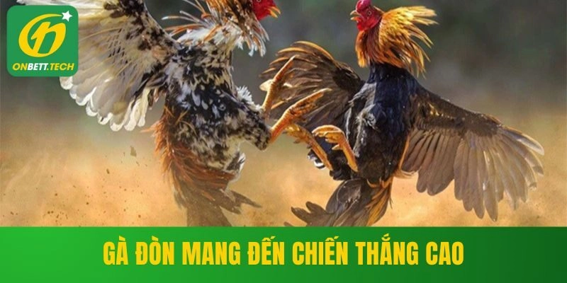 Gà đòn mang đến chiến thắng cao